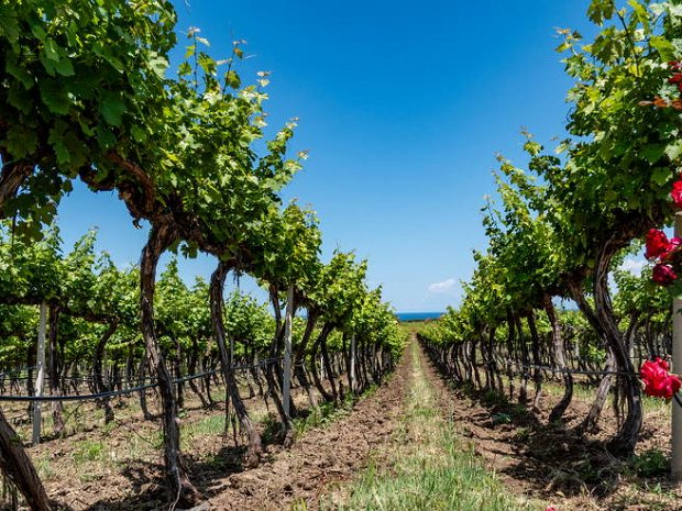 Cantina Ligios 25.5.2024